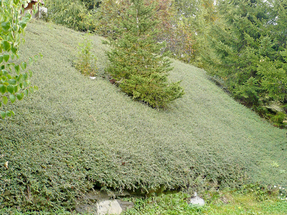 Marin Paysagiste à Combloux Haute-Savoie 74